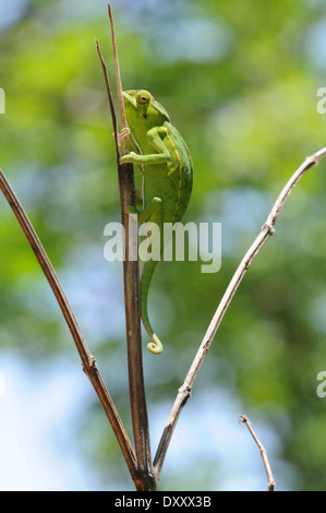 Carpet or Jewelled chameleon (Furcifer lateralis) at the Anja Community Reserve, Madagascar. Stock Photo