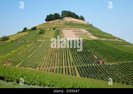 Germany, vineyard, castle ruins 'Weibertreu', Deutschland, Baden-Württemberg, Weinsberg, Burgruine 'Weibertreu' Stock Photo