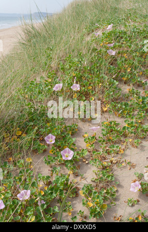 Seascape at the Atlantic Coast with flowers and grasses on the beach and the surf in the background Stock Photo