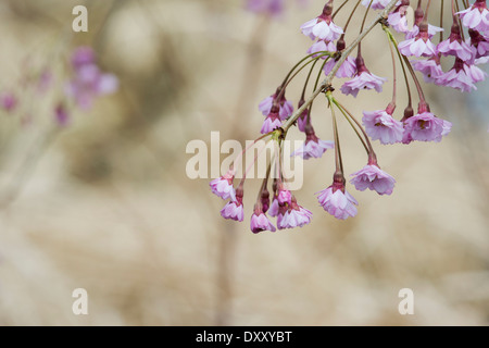 Prunus Subhirtella Pendula Plena Rosea. Weeping cherry blossom Stock Photo