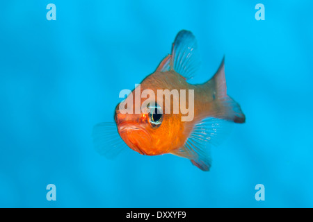 Close up of Cardinalfish, Apogon imberbis, Ponza Ilsland, Mediterranean Sea, Italy Stock Photo