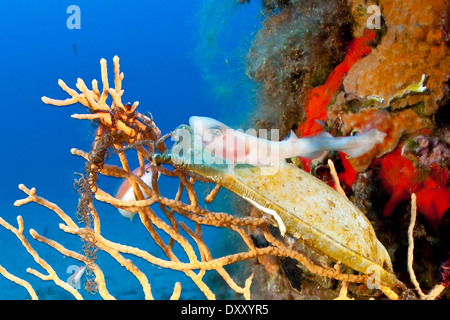 Nursehound Shark freshly hatched from ist Egg, Scyliorhinus stellaris, Ponza Ilsland, Mediterranean Sea, Italy Stock Photo