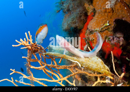 Nursehound Shark freshly hatched from ist Egg, Scyliorhinus stellaris, Ponza Ilsland, Mediterranean Sea, Italy Stock Photo