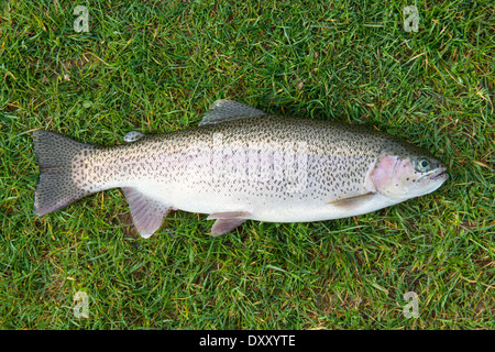 A Fly Fisherman S Freshly Caught Rainbow Trout, Stones of a Mountain River,  a Fishing Rod and Landing Net. Stock Photo - Image of angling, angler:  284549582