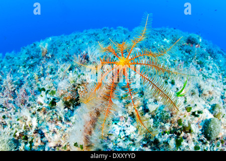 Mediterranean Crinoid, Antedon mediterranea, Ponza Ilsland, Mediterranean Sea, Italy Stock Photo