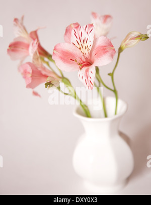 Alstroemeria lily flowers in vase on white background Stock Photo