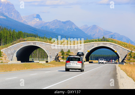 Wildlife overpass crossing the Trans-Canada Highway, Banff National Park, Alberta, Canada Stock Photo