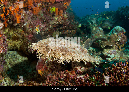 Tasseled Wobbegong, Eucrossorhinus dasypogon, Raja Ampat, West Papua, Indonesia
