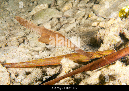 Robust Ghost Pipefish, Solenostomus cyanopterus, Raja Ampat, West Papua, Indonesia Stock Photo