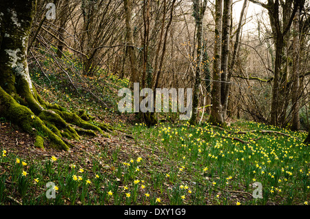 Wild Daffodils at Dunsford Wood on Dartmoor Stock Photo