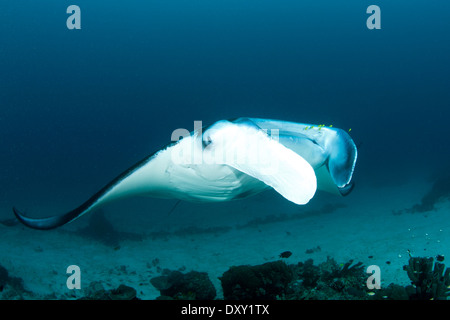 Manta, Manta alfredi, Raja Ampat, West Papua, Indonesia Stock Photo