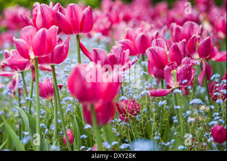 Nelke Carnation blume rot Flora bloom blüte flower,Blume,Flower, Stock Photo