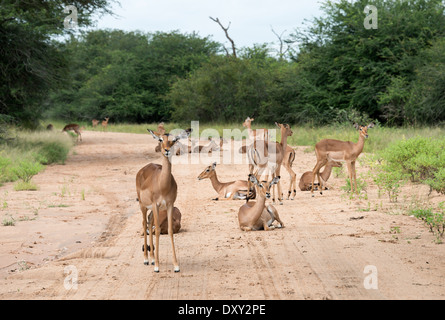 impala on the sand road kruger national park south africa Stock Photo