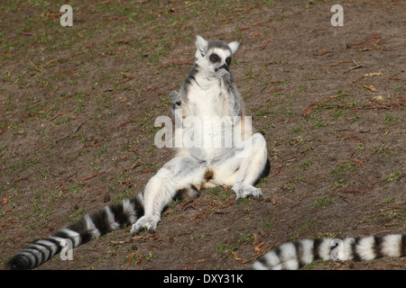 Sunbathing and lazing Ring-tailed lemur  (Lemur catta) Stock Photo