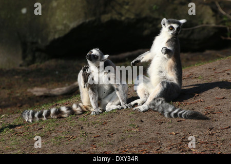 Two Ring-tailed lemurs  (Lemur catta), on sunbathing, the other relieving an itch Stock Photo