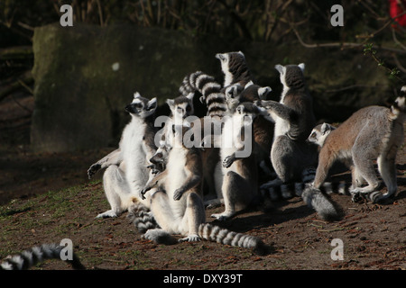 Large group of sun bathing Ring tailed lemurs  (Lemur catta) Stock Photo