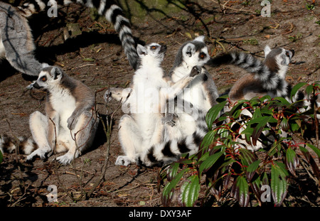 Group of sun-bathing Ring-tailed lemurs  (Lemur catta) Stock Photo