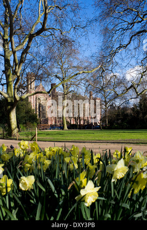 Lincoln's Inn Fields park and square in spring with daffodils in foreground and Great Hall in background London England UK Stock Photo