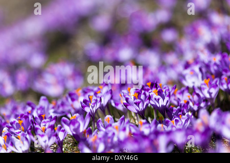 Many wild crocuses flourishing in spring in their natural environment in Chocholowska Valley (Dolina Chocholowska), Tatra Mountains, Poland Stock Photo