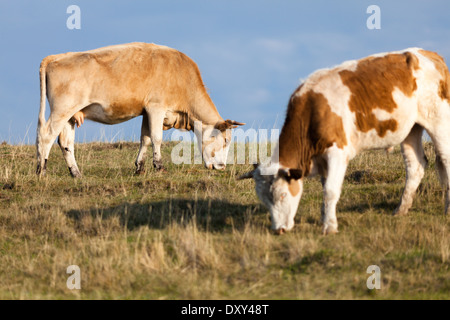 Some cattle grazing on the grassland on Olkhon Island, Lake Baikal, Siberia, Russia