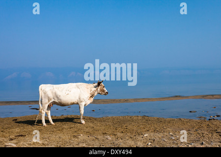 Lone cow standing on the shore (Olkhon Island, Lake Baikal) with part of Baikal called Small Sea Strait and western shore of Baikal in the background Stock Photo
