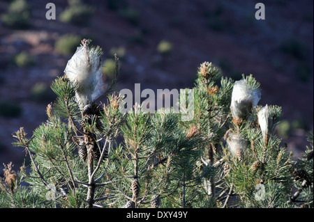 Pine Processionary caterpillar (Thaumetopoea pityocampa) larvae nest Stock Photo