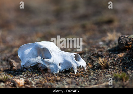 Animal skull lying on the ground, Olkhon Island, Lake Baikal, Siberia, Russia Stock Photo