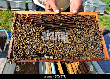 Close up view of working bee on honeycells Stock Photo