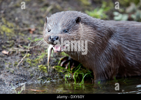 A female European Otter (Lutra lutra) eating a fish on the banks of a river, Norfolk, England, UK. Stock Photo