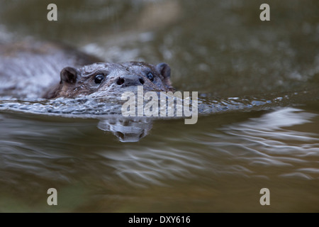 A female European Otter (Lutra lutra) swimming towards the camera, in a river, Norfolk, England, UK. Stock Photo