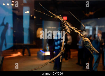 New York, USA. 1st Apr, 2014. A pterosaur model is on display during the preview of the exhibition 'Pterosaurs: Flight in the Age of the Dinosaurs' at the American Museum of Natural History in New York City, United States, April 1, 2014. The special exhibition is to kick off on April 5, featuring rare fossils, life-size models and hands-on interactions. Credit:  Wang Lei/Xinhua/Alamy Live News Stock Photo