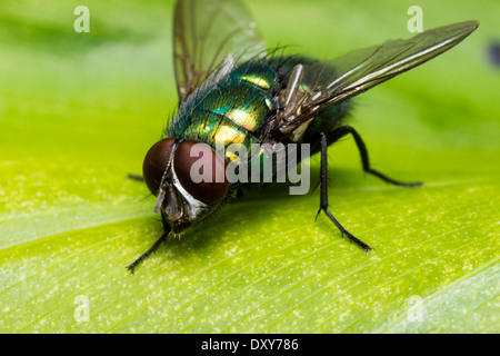 Lucilia sericata, Greenbottle maggot Stock Photo: 66740627 - Alamy