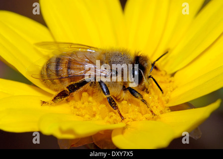 Bee pollinating  yellow wild flower Stock Photo