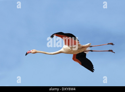 Greater flamingo, Phoenicopterus roseus, Flying Stock Photo