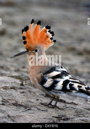 Hoopoe  spread Crown Stock Photo