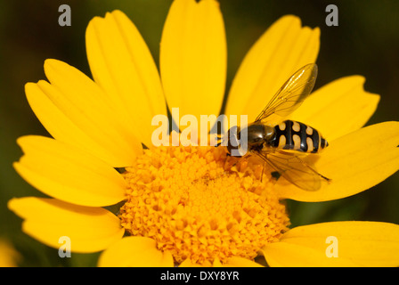 Hover fly on  yellow flower Stock Photo