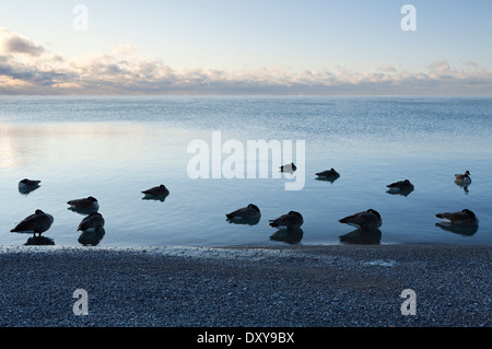 Canada Geese keeping warm during a very cold morning at the Scarborough Bluffs in Bluffer's Park, Scarborough, Ontario, Canada. Stock Photo