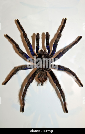 Spider, Tarantula, Stock Photo