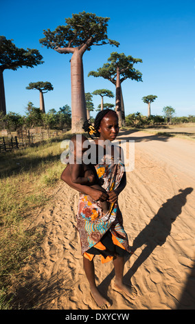 Avenue of the Baobabs / Avenue du Baobab near Morondava, Madagascar. Stock Photo