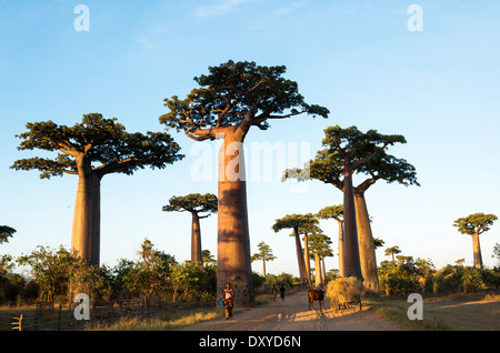 Avenue of the Baobabs / Avenue du Baobab near Morondava, Madagascar. Stock Photo