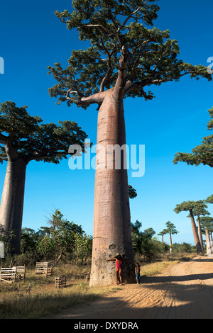 Avenue of the Baobabs / Avenue du Baobab near Morondava, Madagascar. Stock Photo