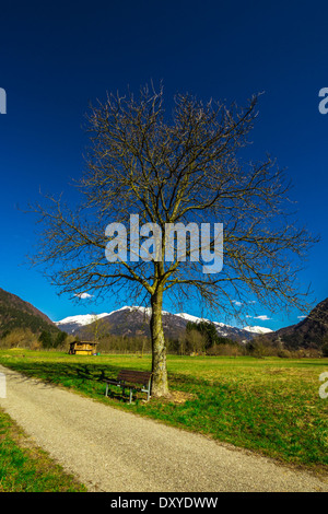 mountain road with a tree and a bench for a peaceful rest, in a warm spring day. the mountains are the Italian Dolomiti Stock Photo