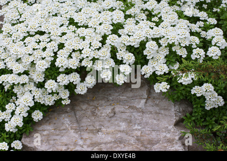 Evergreen candytuft white spring flowers Iberis sempervirens 'Schneeflocke' Stock Photo