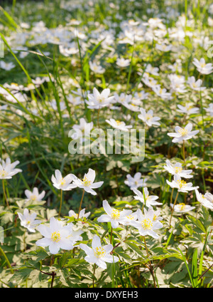 Wood anemones (Anemone nemorosa) Stock Photo