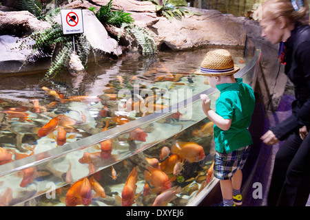 A mother and child looking at fish, Dubai Aquarium and Underwater Zoo, Dubai Mall, UAE, United Arab Emirates Stock Photo