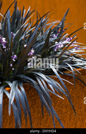 Ophiopogon planiscapus 'Nigrescens', Snakes's Beard. Perennial. Black foliage and purple flowers in metal container. Stock Photo