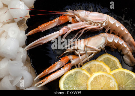 Langoustine or Norwegian Lobster (Nephrops norvegicus) Stock Photo