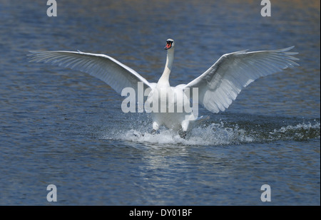 Mute Swan (Cygnus olor) while landing on the water surface of a lake near Groningen in the Netherlands Stock Photo