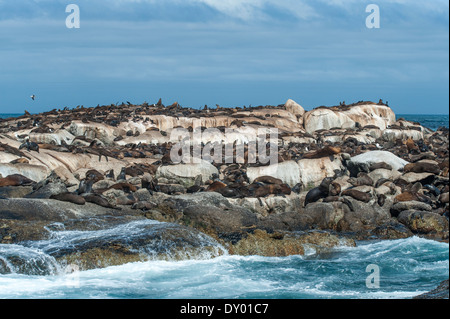 Brown Cape Fur Seals (Arctocephalus pusillus) on Duiker Island, Hout Bay, Western Cape, South Africa Stock Photo