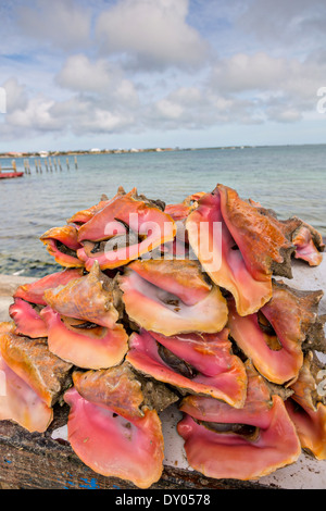 Live fresh conch at the fresh fish market Montagu beach Nassau, Bahamas. Stock Photo